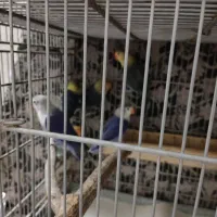 کوتوله رنگ خاص|پرنده|قم, لسانی|دیوار