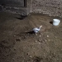 جوجه محلی|حیوانات مزرعه|گرگان, |دیوار