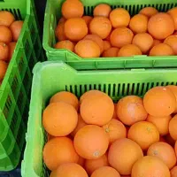 پرتقال تامسون درجه۱