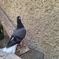جوجه کفتر دمگیر اصیل|پرنده|اصفهان, دستگرده|دیوار
