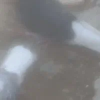کفتر|پرنده|ملایر, |دیوار
