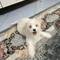 پودل کراس اصیل مالتیپو تیکاپ جیبی