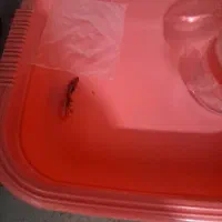 ماهی فایتر آماده جفت گیری