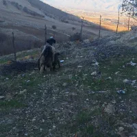 میش بره بز بی