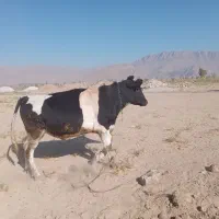 گوساله نر بیضا