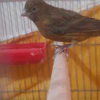 قناری سرخ کبالت پلاک ۲۰۲۴|پرنده|مرودشت, مختارآباد|دیوار