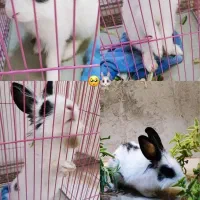 خرگوش خوشگل