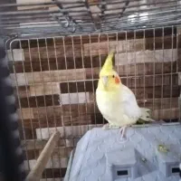 عروس هلندی یک جفت|پرنده|بندر ماهشهر, |دیوار