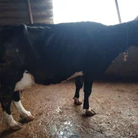 گاو با گوساله ماده|حیوانات مزرعه|شفت, |دیوار