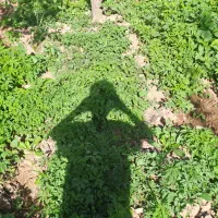 نهال گوجه شاداب و سرحال