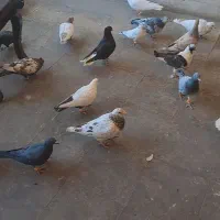 ۱۴ جفت رنگی و پرشی|پرنده|ضیاء آباد, |دیوار