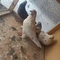 چهار تا کفتر