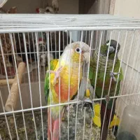 گرینچیک مولدوسخنگو