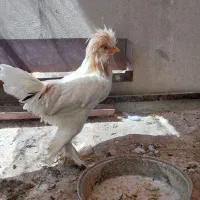خروس نژاد دار بسیار زیبا