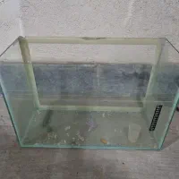 آکواریم ماهی