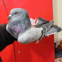 کفتر.سبز خارجی (گرفتنی بلندی)