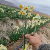 پخش مستقیم گل نرگس از مزرعه به سراسر کشور|گل و گیاه طبیعی|شیراز, جوادیه|دیوار