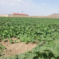 دامداری بره پرواری