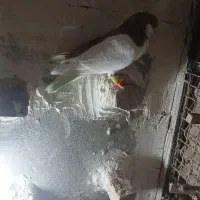 کبوتر چپ زرد نر یک پر تیغ