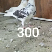 کبوتر پرشی تضمینی|پرنده|ابهر, |دیوار