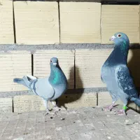 کفتر|پرنده|یزد, |دیوار