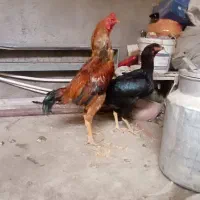 مرغ خروس لاری