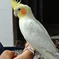 عروس هلندی|پرنده|بندرعباس, |دیوار