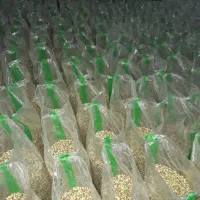 گندم ارزن دان مخلوط خوراک پرنده