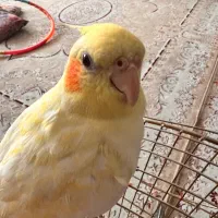 عروس هلندی گم شده|پرنده|زنجان, |دیوار