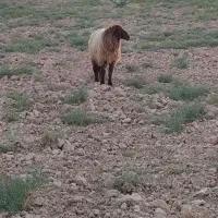 یک عدد ورندیل یا دجیجه ماده|حیوانات مزرعه|امیدیه, |دیوار