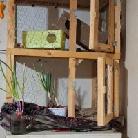 یک عددقفس چوب سالم سالم