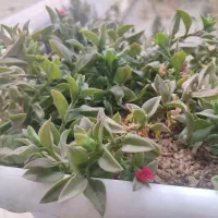 زمین جانبازی محله دی 1