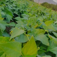 لوبیا چیتی کوهستانی