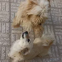 سگ پاپی شیتزو کراس