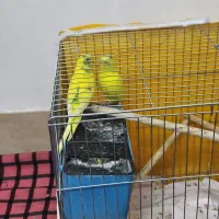 جفت مرغ عشق مولد
