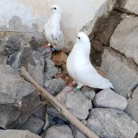 یه جفت تهرانی نک قنار
