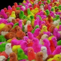 پخش جوجه رنگی