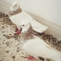 کفتر طوقی آجری زرد ۱۲ عدد