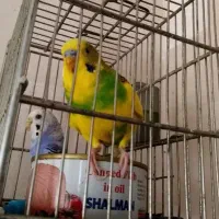 مرغ عشق مولد ،سینه سرخ سهره