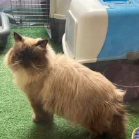 گربه نر هیمالین چاکلت پوینت اصیل|گربه|اصفهان, باغ زرشک|دیوار