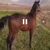 اسب اصیل|اسب و تجهیزات اسب‌سواری|صحنه, |دیوار