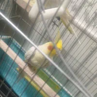 یک جفت عروس هلندی سخنگو|پرنده|رفسنجان, |دیوار