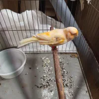 قناری نر و عروس هلندی کار داده فروش یا معاوضه