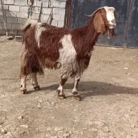 بز درشت آبستن دوقلو زا|حیوانات مزرعه|کوزران, |دیوار