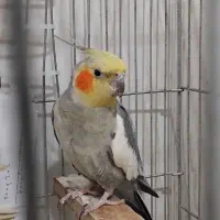 عروس هلندی سخنگو