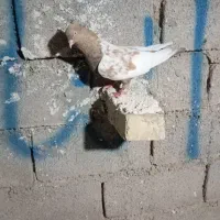کبوتر
