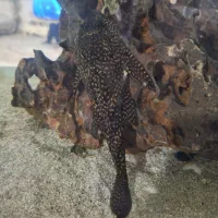 اکواریوم با تمام وسایل|ماهی|کرمانشاه, |دیوار