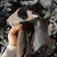 فروش عمده زغال ریشه مرکبات