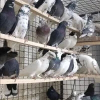 کبوتر فرشاد