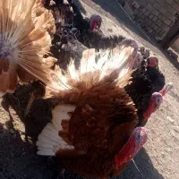 بوقلمون های نر طبیعی|حیوانات مزرعه|قره ضیاالدین, |دیوار